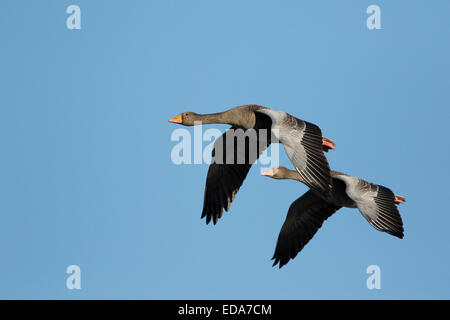 Oie cendrée (Anser anser), paire, adultes en vol, Slimbridge, Gloucestershire, Angleterre, Décembre Banque D'Images