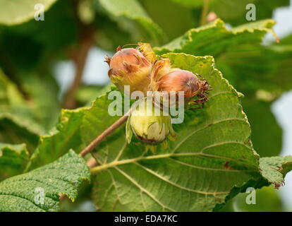 Noisettes mûres, Corylus avellana en automne. Banque D'Images