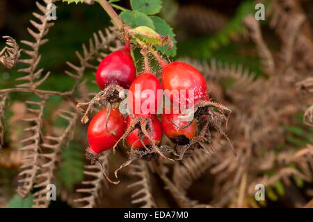 Rose-hanches : Hanches de Sweet Briar, Rosa rubiginosa-en automne. Banque D'Images