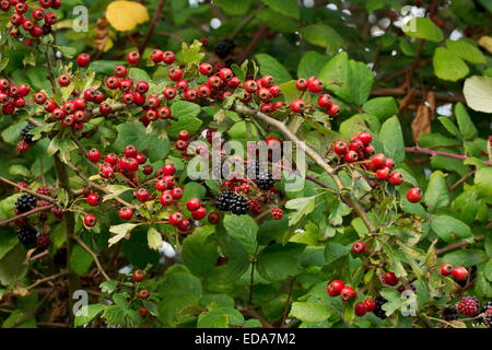 Sur l'Aubépine commune Haws, Crataegus monogyna, avec les framboises, à l'automne haie. Banque D'Images