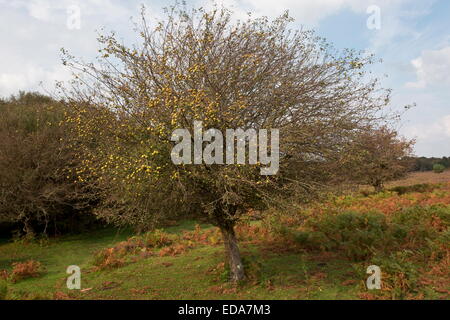 Pommetier de sauvages, Malus sylvestris, arbre dans la New Forest. De l'automne. Banque D'Images