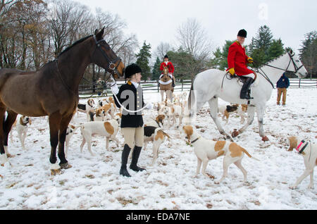 Comme le clairon retentit, le Club de chasse de Essex envoie les chevaux et chiens de course dans la prairie pour une action de grâce annuels chasse au renard. Banque D'Images