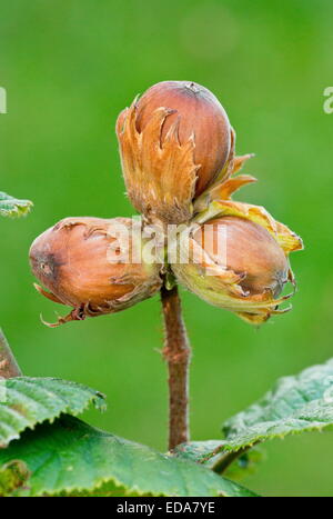 Noisettes mûres, Corylus avellana en automne. Banque D'Images