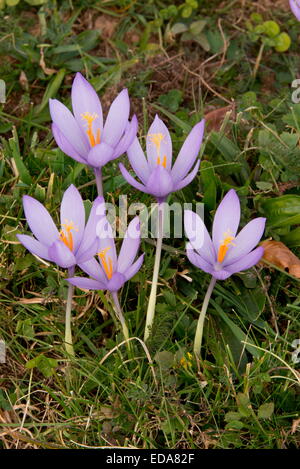 Un crocus d'automne, le crocus nudiflorus en fleurs en octobre dans les prés, Pyrénées françaises Banque D'Images