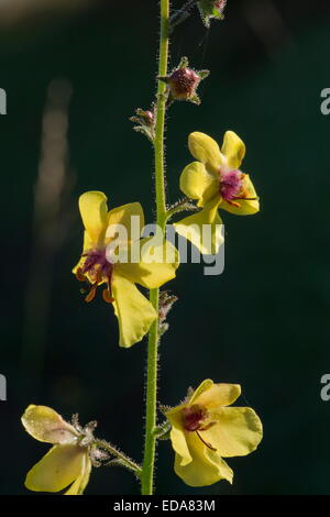 Espèce de Molène, Verbascum blattaria en fleur. Rare au Royaume-Uni. Banque D'Images