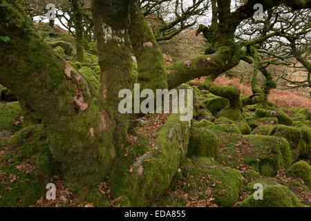 Wistman's Wood en automne NNR, Dartmoor. L'ancienne commune de Chênes moussus noueux à environ 400m. Devon. Banque D'Images