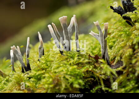 Candlesnuff, Xylaria hypoxylon sur champignon journal moussue en automne. S'étiole. Banque D'Images