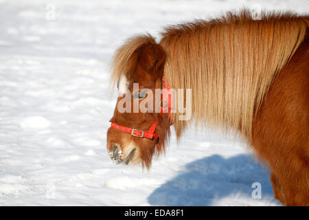 Head shot d'un poney magnifique sur une belle journée ensoleillée en hiver. Pony à hors de l'hiver corral Banque D'Images