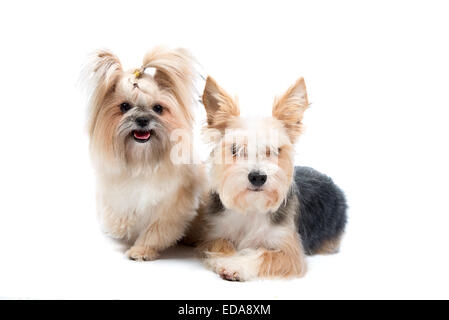 Paire de petits chiens mignons isolated on white Banque D'Images