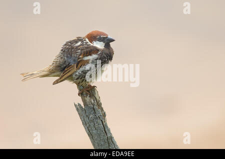 Espagnol mâle Moineau domestique (Passer hispaniolensis) à Malte Banque D'Images