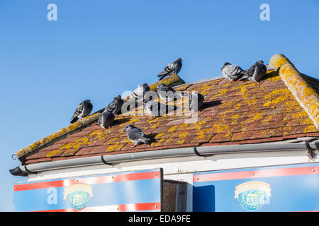 Pigeons sauvages à l'abri sur un toit en tuiles chaudes avec du lichen jaune, la capture de la chaleur du soleil, enflés d'contre le froid sur un jour d'hiver ensoleillé Banque D'Images