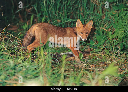 European Red Fox (Vulpes vulpes crucigera) Banque D'Images