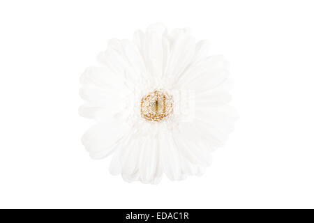 Close up of a beautiful white flower isolated Banque D'Images