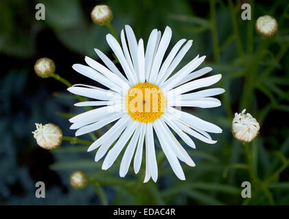 Une seule, marguerite blanche, entouré par daisy bourgeons. Victoria, Colombie-Britannique, Canada. Banque D'Images