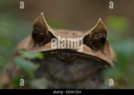 La grenouille cornue bec long (Megophrys nasuta), aussi connu sous le nom de Malayan horned frog grenouille feuille de Malaisie ou en captivité, Banque D'Images
