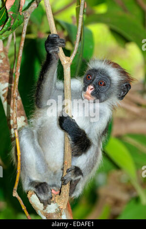 Zanzibar en danger red colobus monkey (Procolobus kirkii), Jozani forest, Zanzibar Banque D'Images