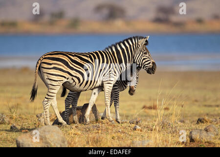 Les zèbres des plaines (Equus burchelli), Pilanesberg National Park, Afrique du Sud Banque D'Images