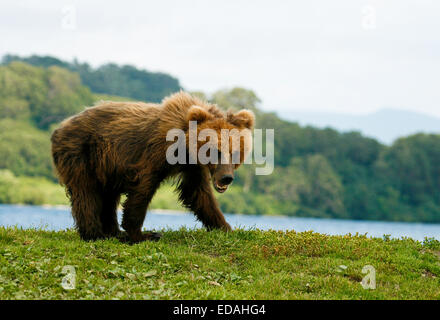 Cub Ours brun (Ursus arctos) dans le lac Kurile, péninsule du Kamchatka, en Russie. Banque D'Images