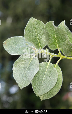 Saule - Salix lanata laineux (Salicaceae) Banque D'Images