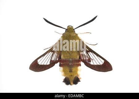 Vaste bordée Bee Hawk-moth - Hemaris fuciformis Banque D'Images