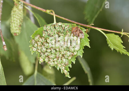 Bug - Elasmucha grisea Parent Banque D'Images