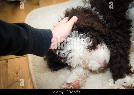 Chiot Chien d'eau espagnol être tapoté par enfant Banque D'Images