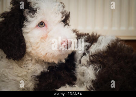 Chien d'eau espagnol mignon chiot à la recherche Banque D'Images