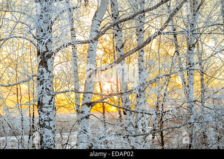 Le paysage d'hiver avec un coucher de soleil dans la forêt, le soleil brille à travers les branches des arbres couverts de neige Banque D'Images
