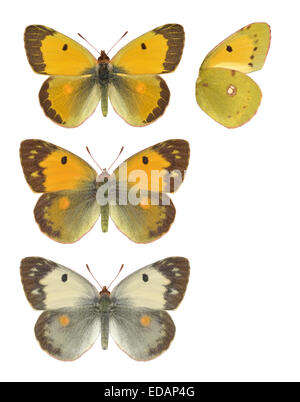 Colias croceus - Jaune assombrie - Mâle (en haut) - femmes - (milieu) - femmes, forme hélice (en bas). Banque D'Images