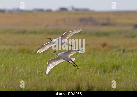 La Spatule blanche - Platalea leucorodia Banque D'Images