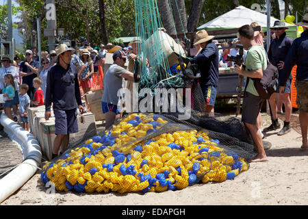 Rotary club commence la course de canards à Palm Cove Australie Banque D'Images