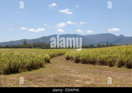 Champs de canne à sucre au Queensland, Australie Banque D'Images