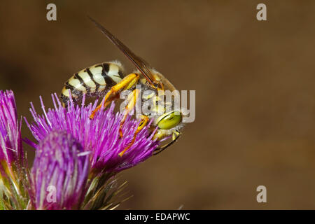 Bembix rostrata - une espèce protégée de sable wasp Banque D'Images