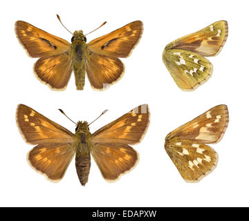 Silver-spotted Skipper (Hesperia comma - - - mâle, femelle - haut en bas). Banque D'Images