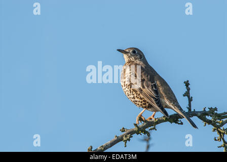 Mistle thrush (Turdus viscivorus) perché sur une branche, contre un ciel bleu. Banque D'Images