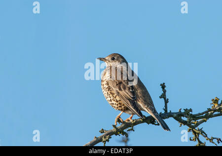 Mistle thrush (Turdus viscivorus) perché sur une branche, contre un ciel bleu. Banque D'Images