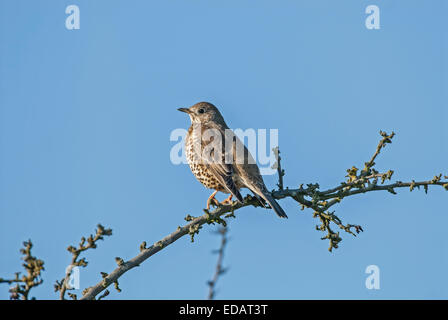 Mistle thrush (Turdus viscivorus) perché sur une branche, contre un ciel bleu. Banque D'Images