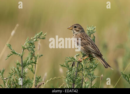 Bruant proyer (Miliaria calandra) Banque D'Images