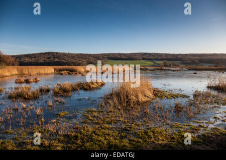 Les étangs à Leighton Moss RSPB réserve, près de Silverdale, Lancashire Banque D'Images