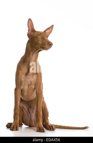 Le pharaon hound portrait looking up on white background Banque D'Images