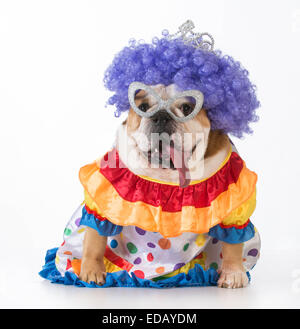 Funny dog - Bulldog anglais habillé en clown sur fond blanc Banque D'Images