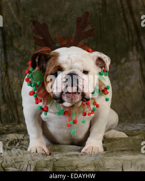 Chien de noël - bulldog Anglais avec expression idiote portant bandeau de Noël Banque D'Images