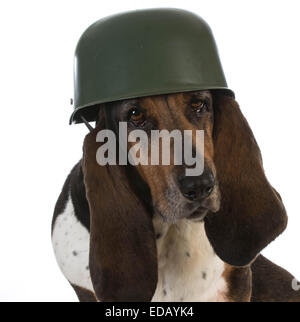 Soldat chien basset hound - casque militaire portant sur fond blanc Banque D'Images