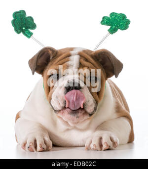 Bulldog anglais portant bandeau St Patricks day Banque D'Images
