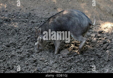 Warty Visayan, de l'Asie du Sud-Est (Sus cebifrons cochon). Critique d'extinction dans la nature. Banque D'Images