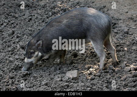 Warty Visayan, de l'Asie du Sud-Est (Sus cebifrons cochon). Critique d'extinction dans la nature. Banque D'Images