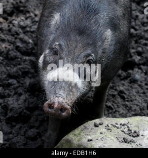 Visayan Philippine cochon (Sus cebifrons verruqueuse), close-up de la tête. Critique d'extinction dans la nature. Banque D'Images