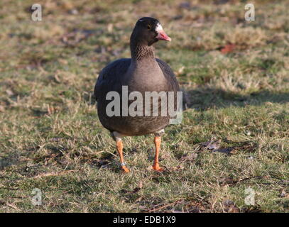 Oie naine (Anser erythropus), originaire de l'Asie du Nord-Est, migrants rare en Europe de l'Ouest Banque D'Images