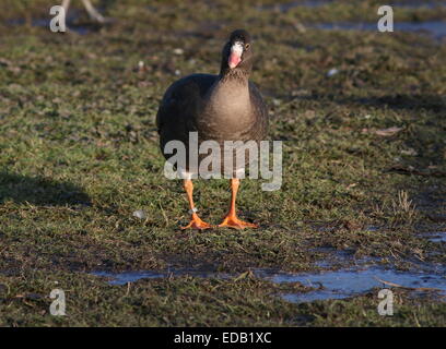 Oie naine (Anser erythropus), originaire de l'Asie du Nord-Est, migrants rare en Europe de l'Ouest Banque D'Images