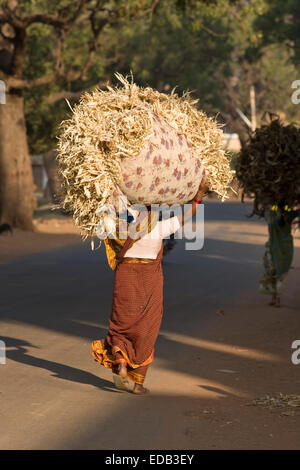 L'Asie, l'Inde, Karnataka, Badami, Indien porte un grand jeu de tiges de maïs sur la tête Banque D'Images